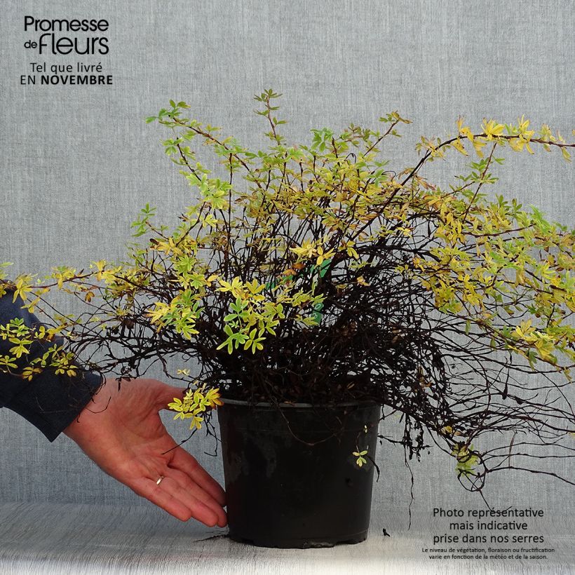Esemplare di Potentilla fruticosa Elizabeth Vaso da 2L/3L come consegnato in autunno
