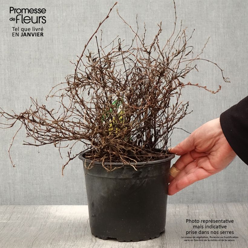 Potentilla fruticosa Elizabeth Vaso da 2L/3L esemplare consegnato in inverno