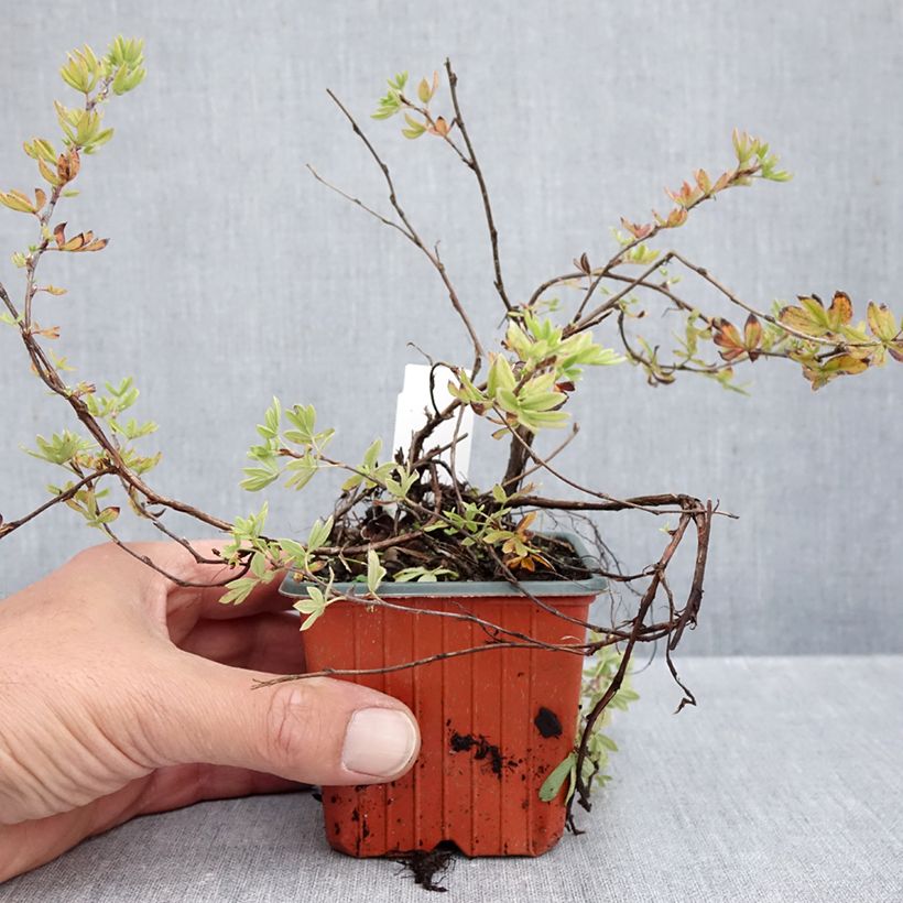 Esemplare di Potentilla fruticosa Elizabeth Vasetto da 8/9 cm come consegnato in autunno