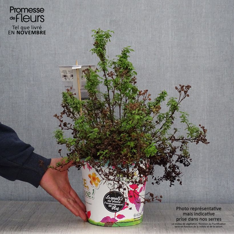 Esemplare di Potentilla fruticosa Red'issima Vaso da 4L/5L come consegnato in autunno