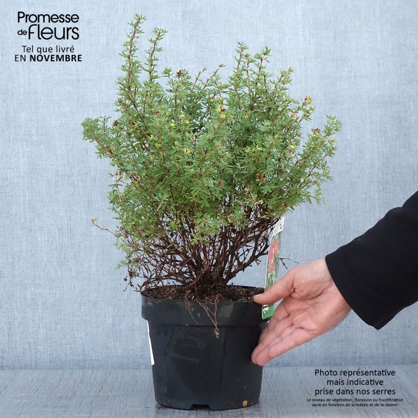 Esemplare di Potentilla fruticosa Red Lady Vaso da 2L/3L come consegnato in autunno