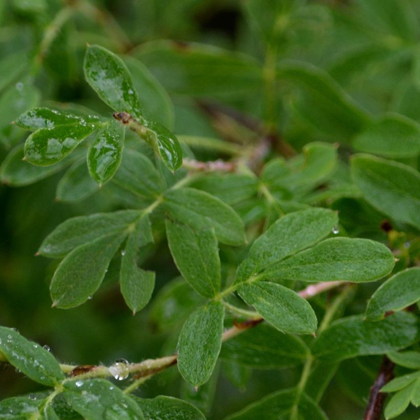 Potentilla fruticosa Abbotswood (Fogliame)