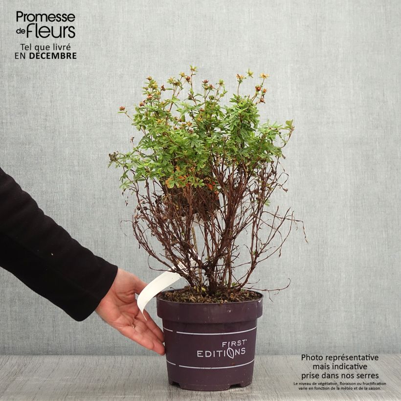Esemplare di Potentilla fruticosa Mandarin Tango Vaso da 2L/3L come consegnato in autunno