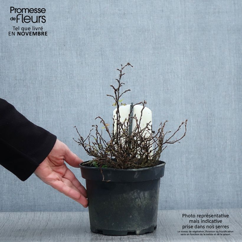 Esemplare di Potentilla fruticosa Tilford Cream Vaso da 2L/3L come consegnato in autunno