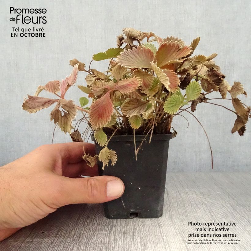 Esemplare di Potentilla atrosanguinea - Cinquefoglia Vasetto da 8/9 cm come consegnato in autunno