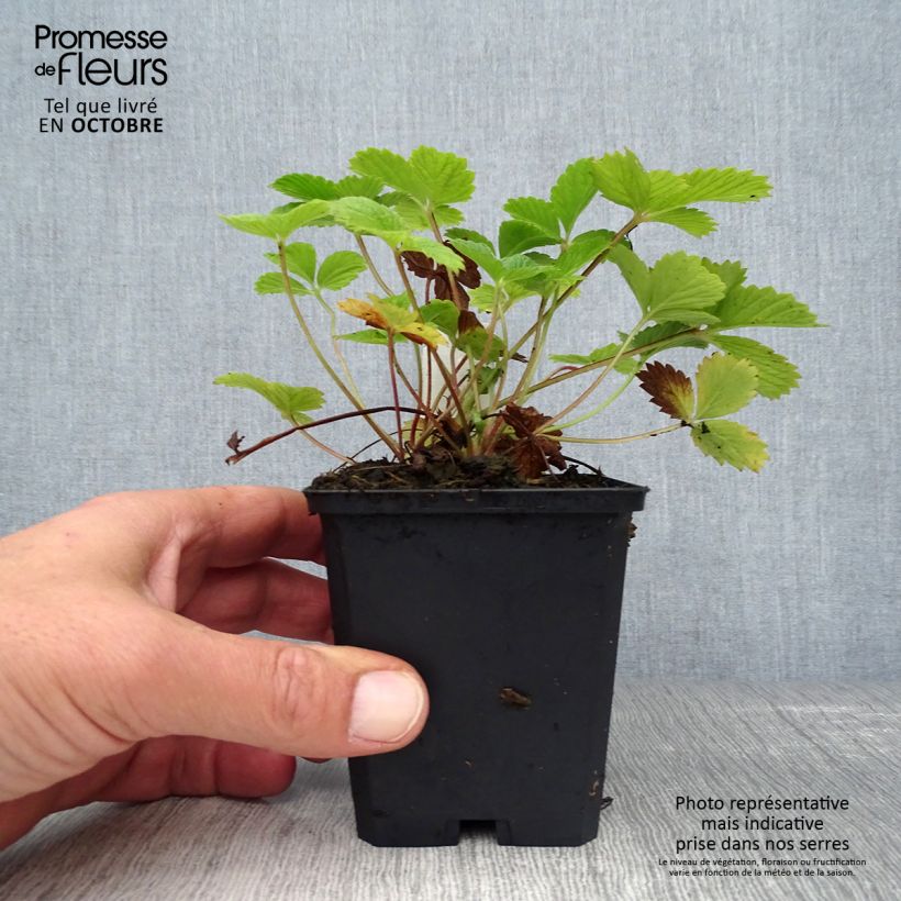 Esemplare di Potentilla Gibson's Scarlet Vasetto da 8/9 cm come consegnato in autunno