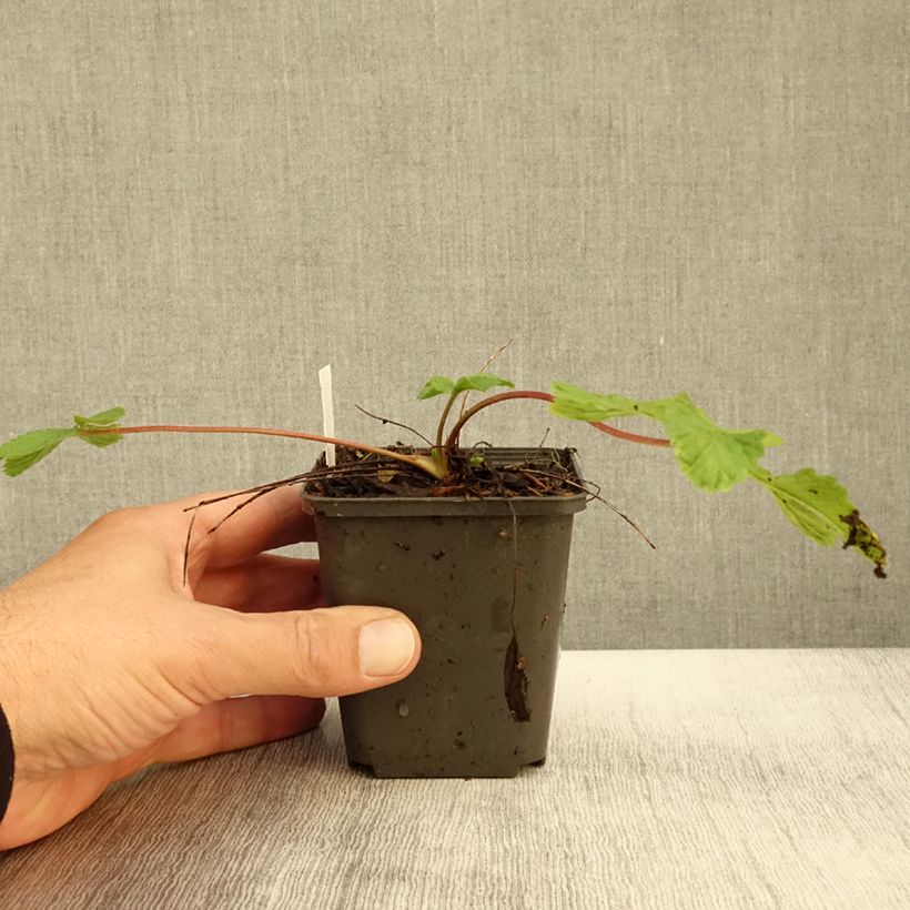 Esemplare di Potentilla hopwoodiana Vasetto da 8/9 cm come consegnato in autunno