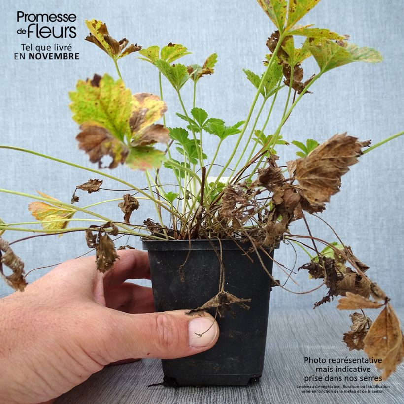 Esemplare di Potentilla tonguei Vasetto da 8/9 cm come consegnato in autunno