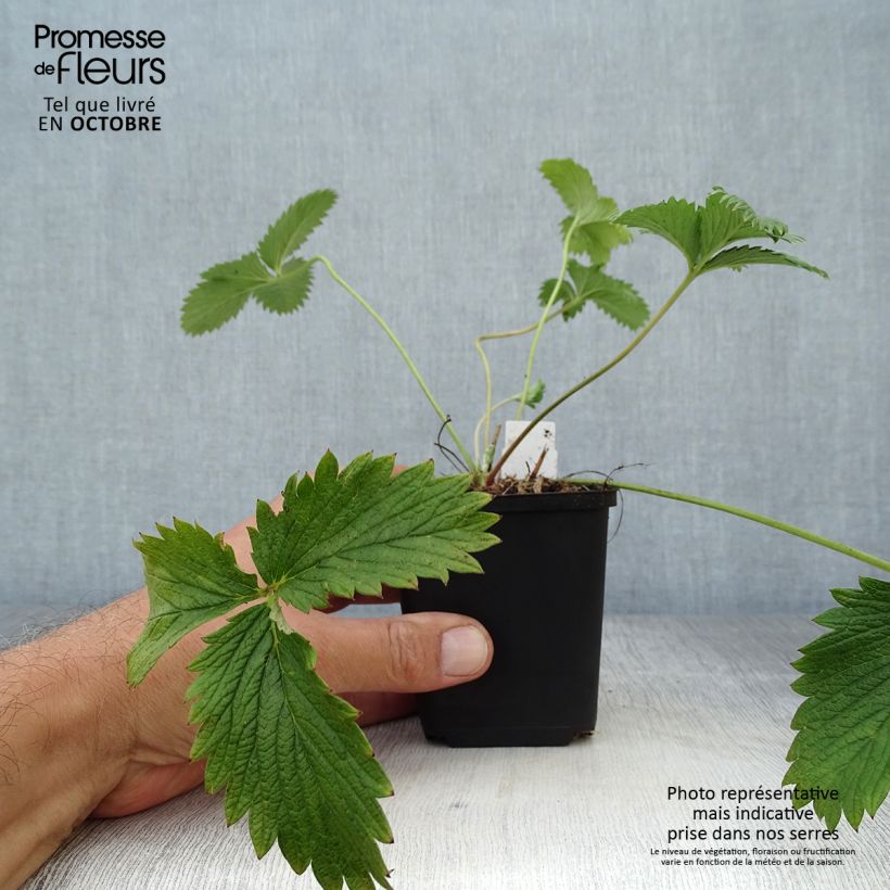 Esemplare di Potentilla William Rollisson Vasetto da 8/9 cm come consegnato in autunno