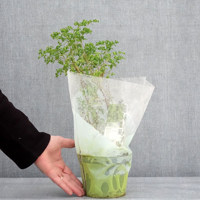 Portulaca oleracea - Porcellana Vaso da 1,5L/2L esemplare consegnato in inverno