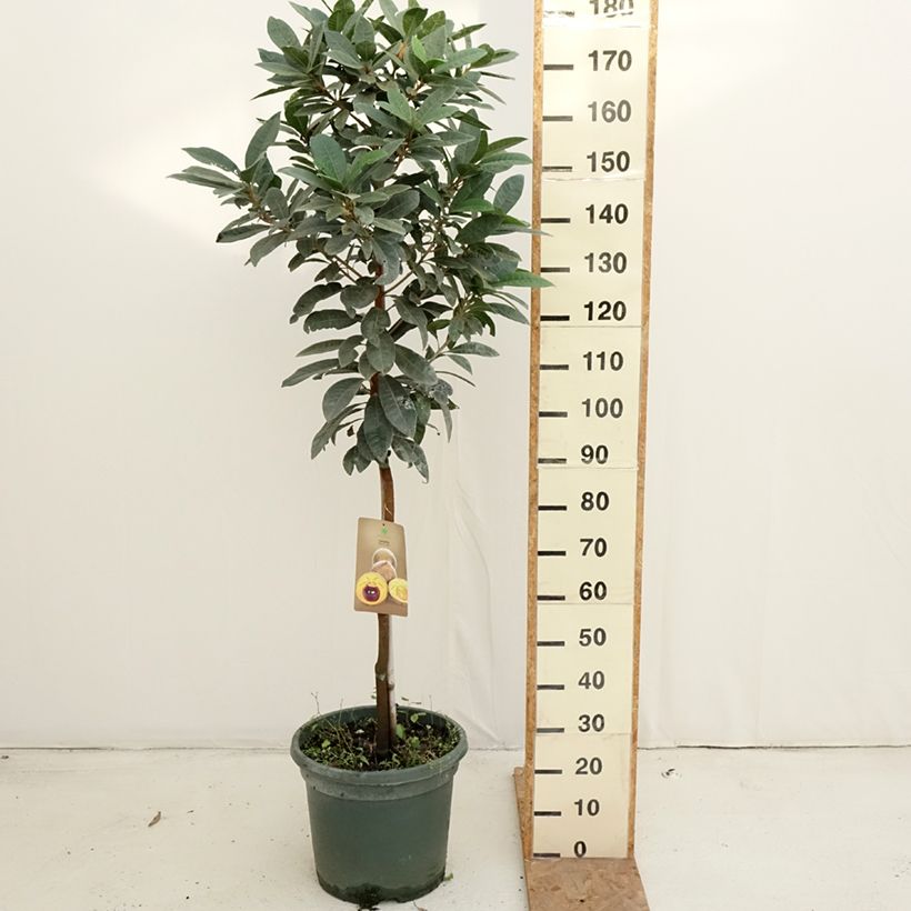 Esemplare di Pouteria obovata - Lucuma Vaso da 20L/25L come consegnato in autunno