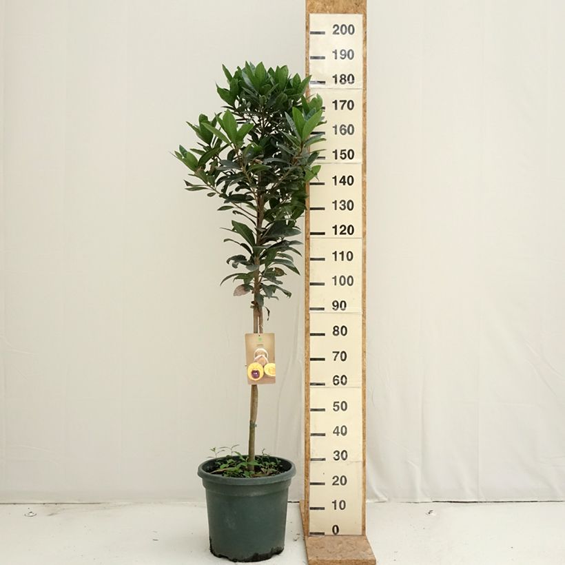 Esemplare di Pouteria obovata - Lucuma Vaso da 20L/25L consegnato in estate