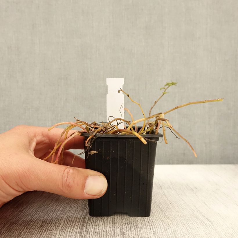 Esemplare di Pratia pedunculata Alba Vasetto da 8/9 cm come consegnato in autunno