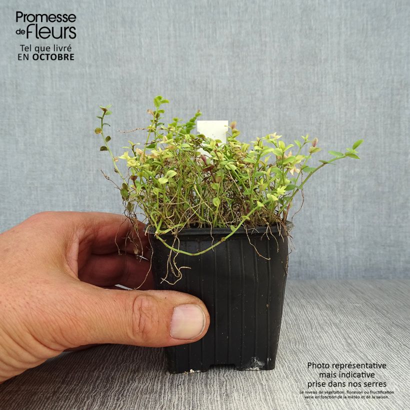 Esemplare di Pratia pedunculata County Park Vasetto da 8/9 cm come consegnato in autunno