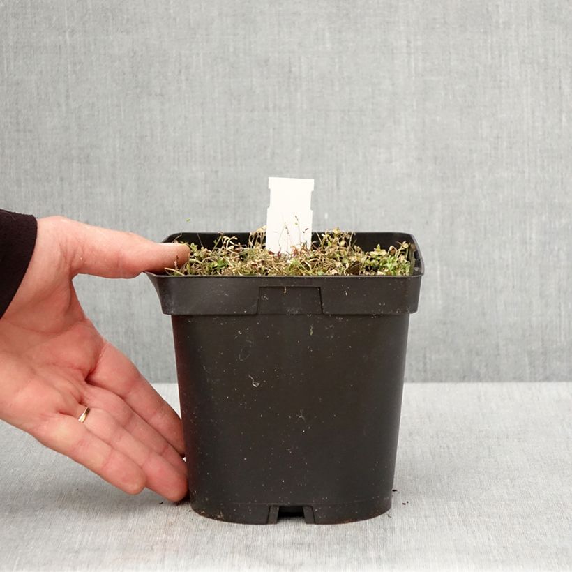 Pratia pedunculata County Park Vaso da 2L/3L esemplare consegnato in primavera