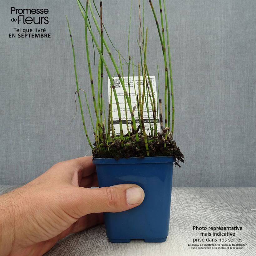 Esemplare di Equisetum fluviatile - Equiseto fluviatile Vasetto da 8/9 cm come consegnato in autunno