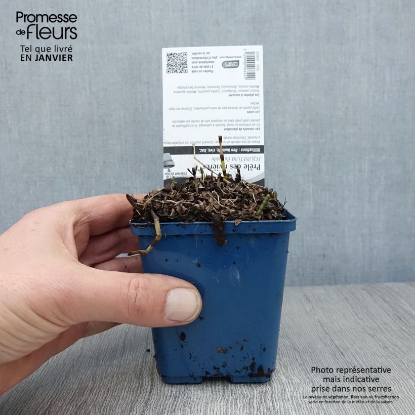 Equisetum fluviatile - Equiseto fluviatile Vasetto da 8/9 cm esemplare consegnato in inverno