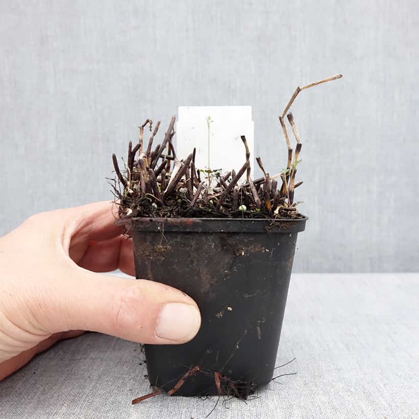 Equisetum fluviatile - Equiseto fluviatile Vasetto da 8/9 cm esemplare consegnato in primavera