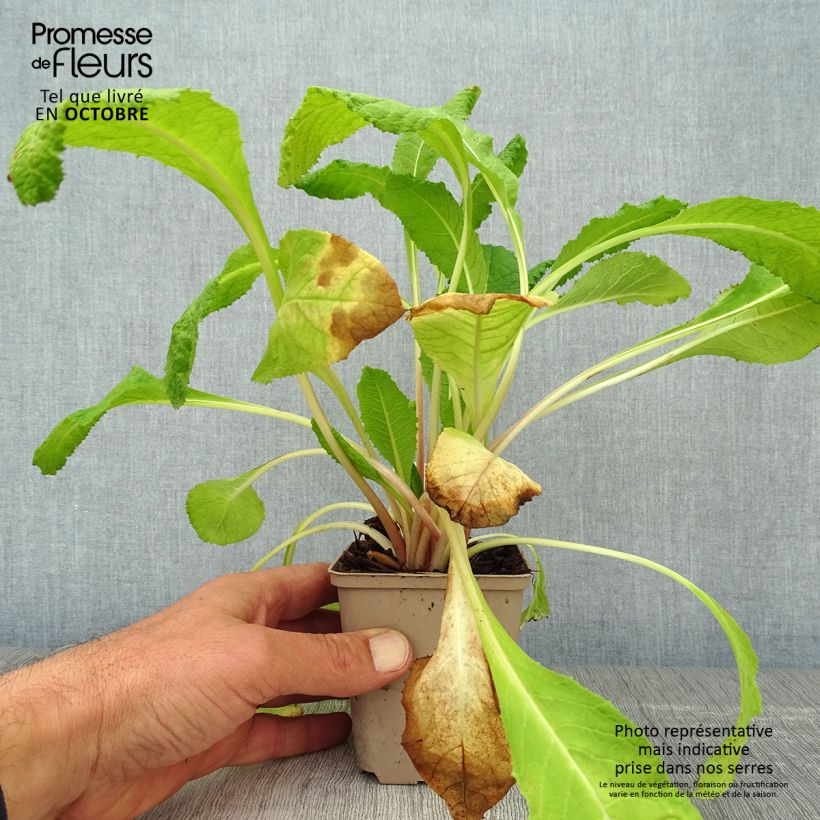 Esemplare di Primula bulleyana Vasetto da 8/9 cm come consegnato in autunno