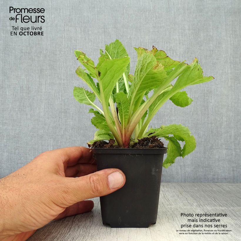 Esemplare di Primula japonica Apple Blossom - Primula giapponese Vasetto da 8/9 cm come consegnato in autunno