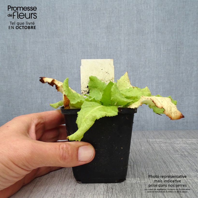 Esemplare di Primula japonica Millers Crimson - Primula giapponese Vasetto da 8/9 cm come consegnato in autunno