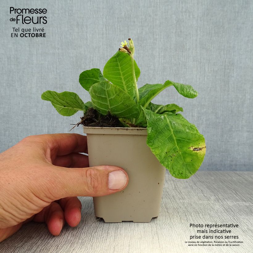 Esemplare di Primula elatior double Rubens - Primula maggiore Vasetto da 8/9 cm come consegnato in autunno
