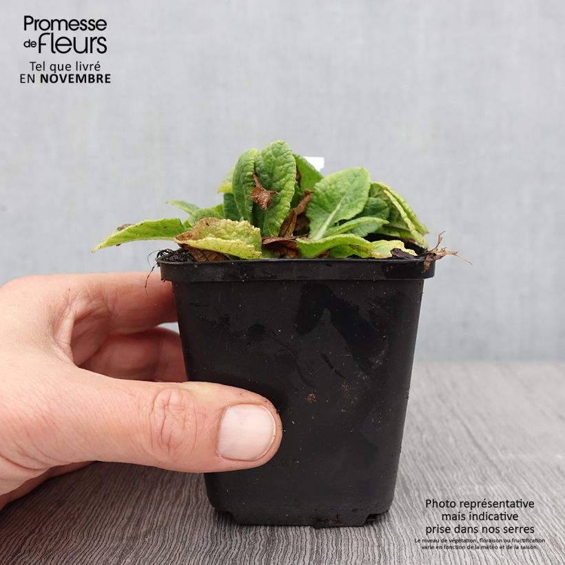 Esemplare di Primula Elizabeth Killelay Vasetto da 8/9 cm come consegnato in autunno