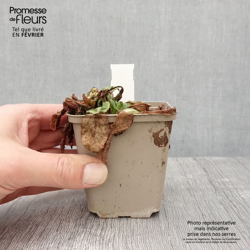 Primula Elizabeth Killelay Vasetto da 8/9 cm esemplare consegnato in inverno