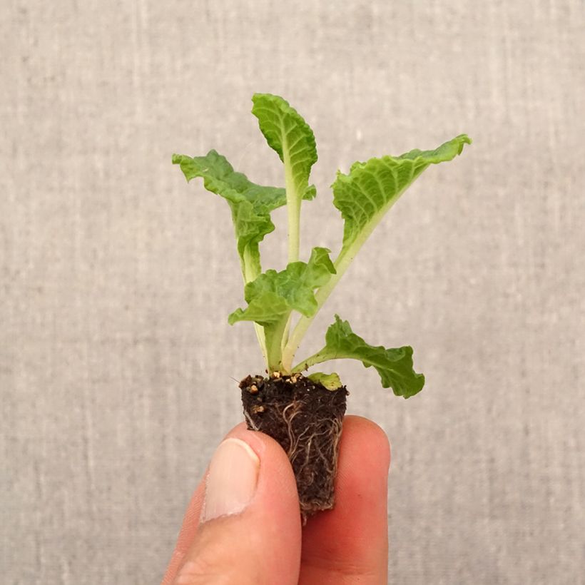 Esemplare di Primula Frilly White Mini zolla Ø 1,5/2,5 cm come consegnato in autunno