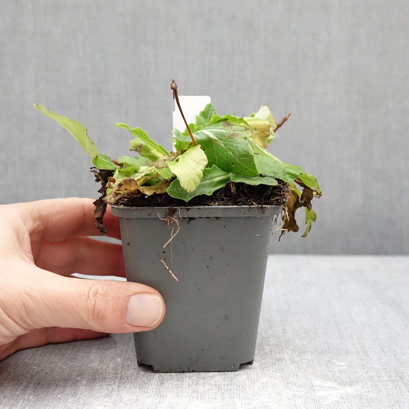 Primula polyanthus Oak Leaf Yellow Picotee Vasetto da 8/9 cm esemplare consegnato in inverno