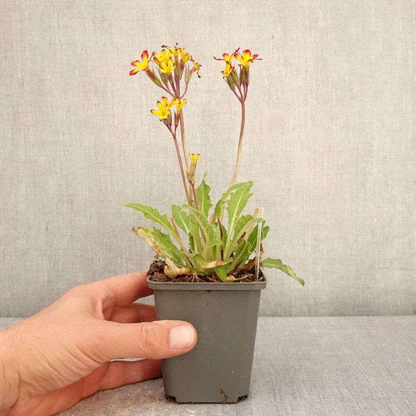 Primula polyanthus Oak Leaf Yellow Picotee Vasetto da 8/9 cm esemplare consegnato in primavera