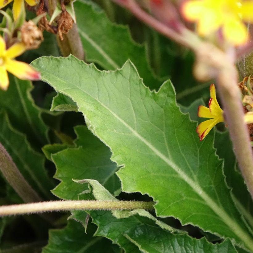 Primula polyanthus Oak Leaf Yellow Picotee (Fogliame)