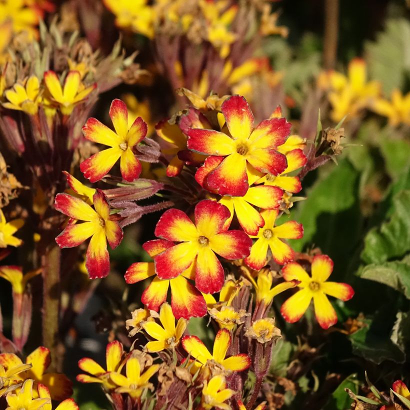 Primula polyanthus Oak Leaf Yellow Picotee (Fioritura)