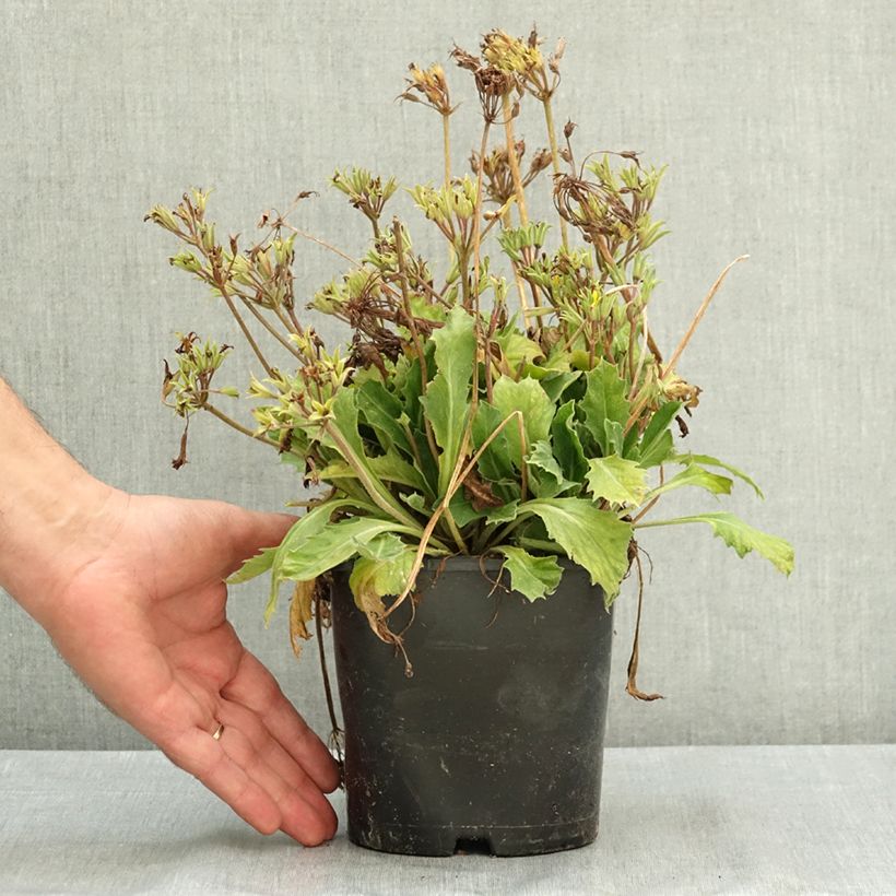 Esemplare di Primula polyanthus Oak Leaf Yellow Picotee Vaso da 2L/3L consegnato in estate