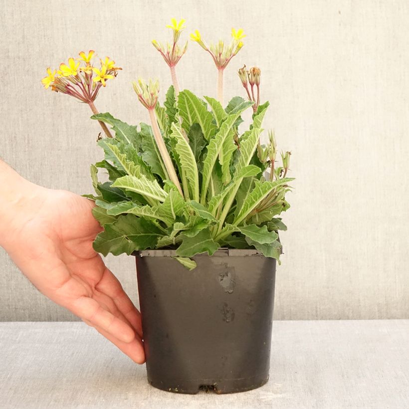 Primula polyanthus Oak Leaf Yellow Picotee Vaso da 2L/3L esemplare consegnato in inverno