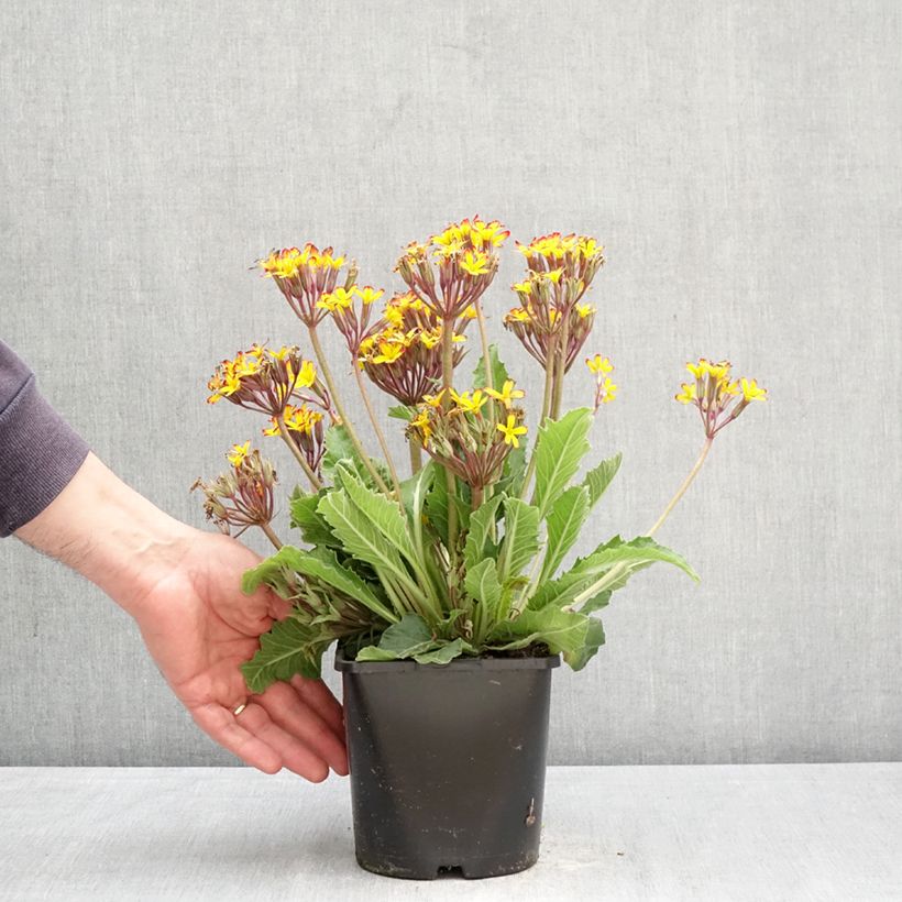 Primula polyanthus Oak Leaf Yellow Picotee Vaso da 2L/3L esemplare consegnato in primavera