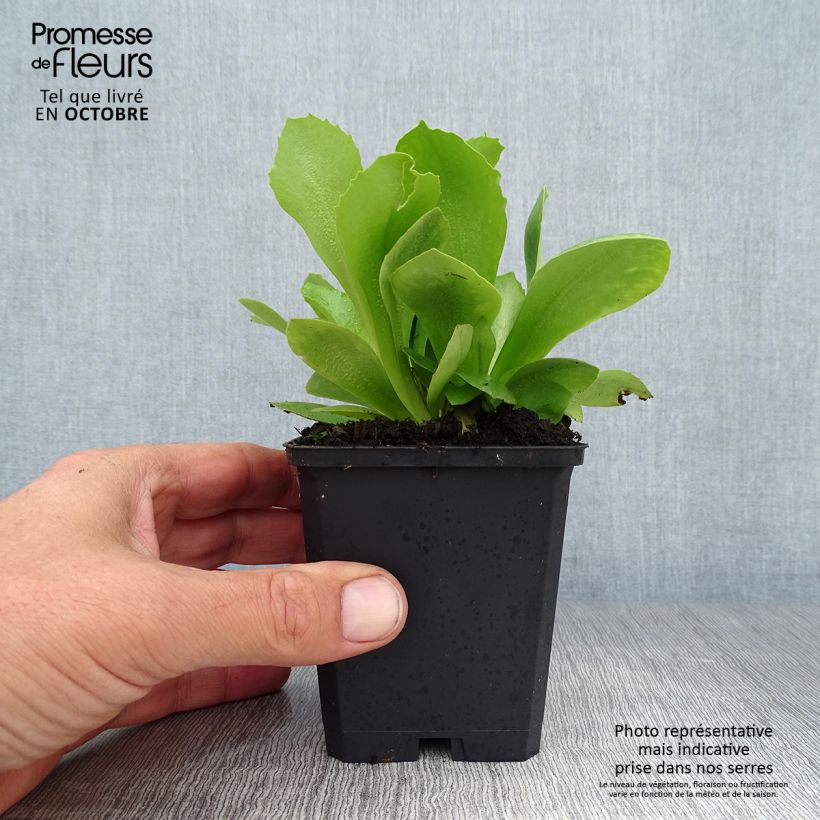 Esemplare di Primula pubescens Mix Vasetto da 8/9 cm come consegnato in autunno
