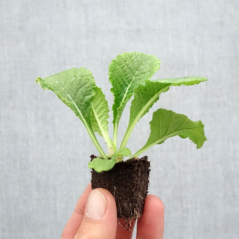 Esemplare di Primula Provence Mix Jardimotte: zolla da 3,8 cm x 3,2 cm in vassoio da 16 pezzi. come consegnato in autunno