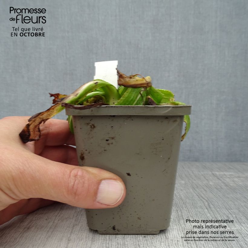 Esemplare di Primula denticulata Alba Vasetto da 8/9 cm come consegnato in autunno