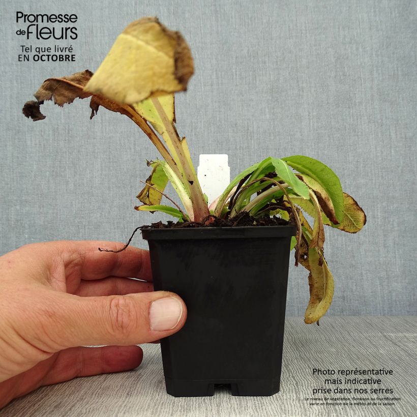Esemplare di Primula denticulata Cashmeriana Vasetto da 8/9 cm come consegnato in autunno