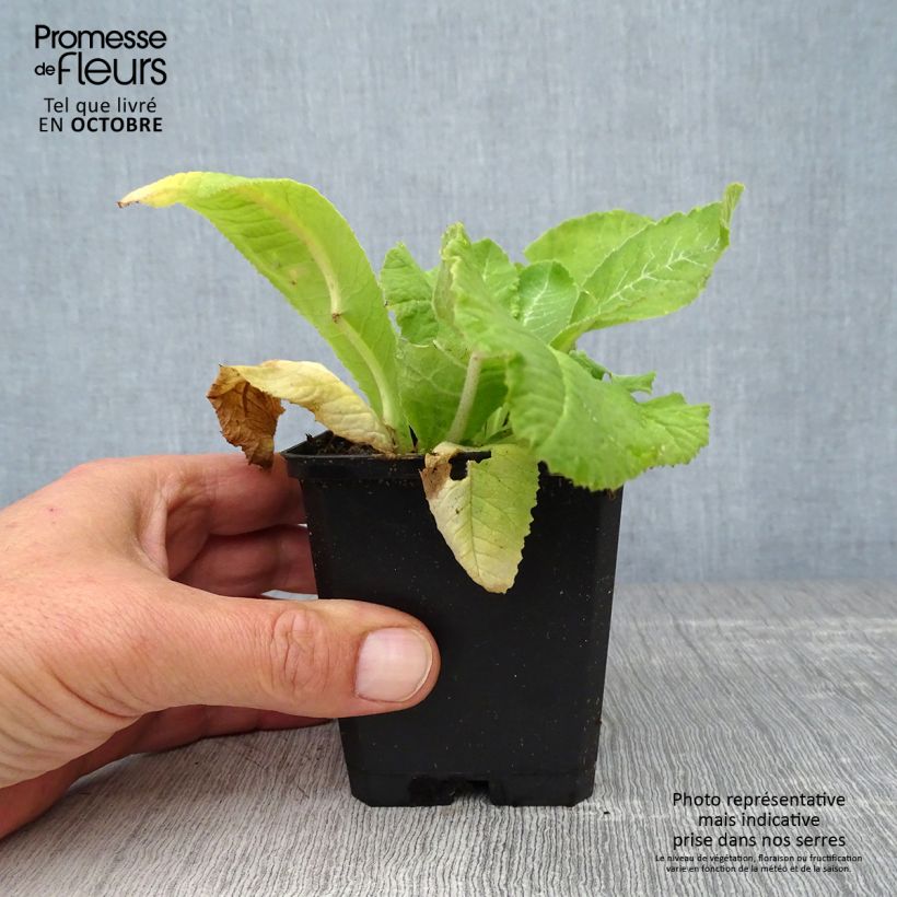 Esemplare di Primula denticulata Rubin Vasetto da 8/9 cm come consegnato in autunno