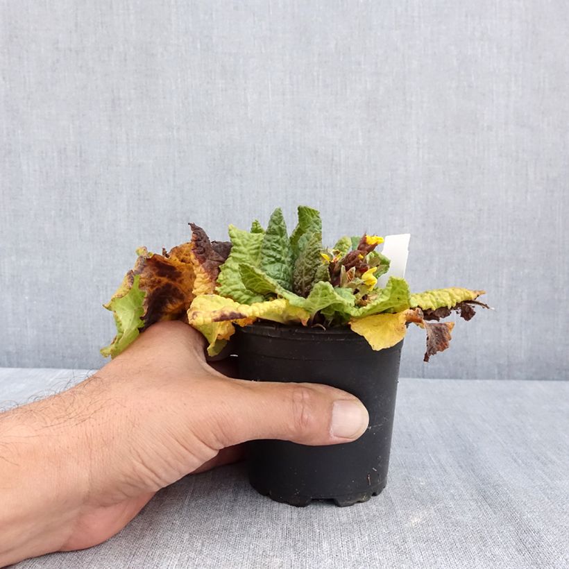 Esemplare di Primula eliator Veristar Yellow Gold - Primula maggiore Vasetto da 8/9 cm consegnato in estate