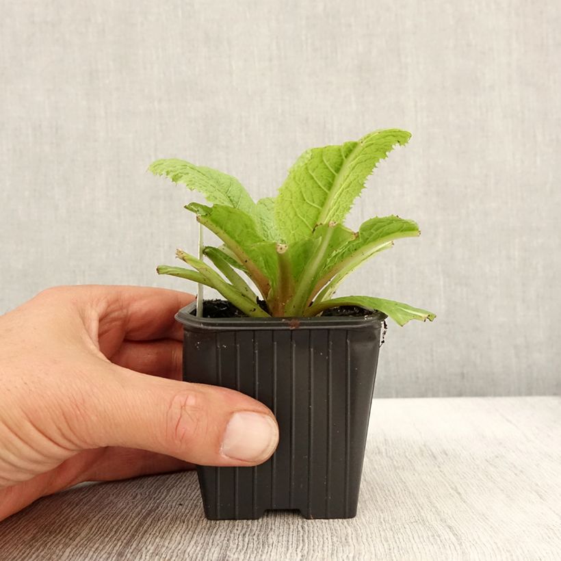 Esemplare di Primula japonica - Primula giapponese Vasetto da 8/9 cm come consegnato in autunno