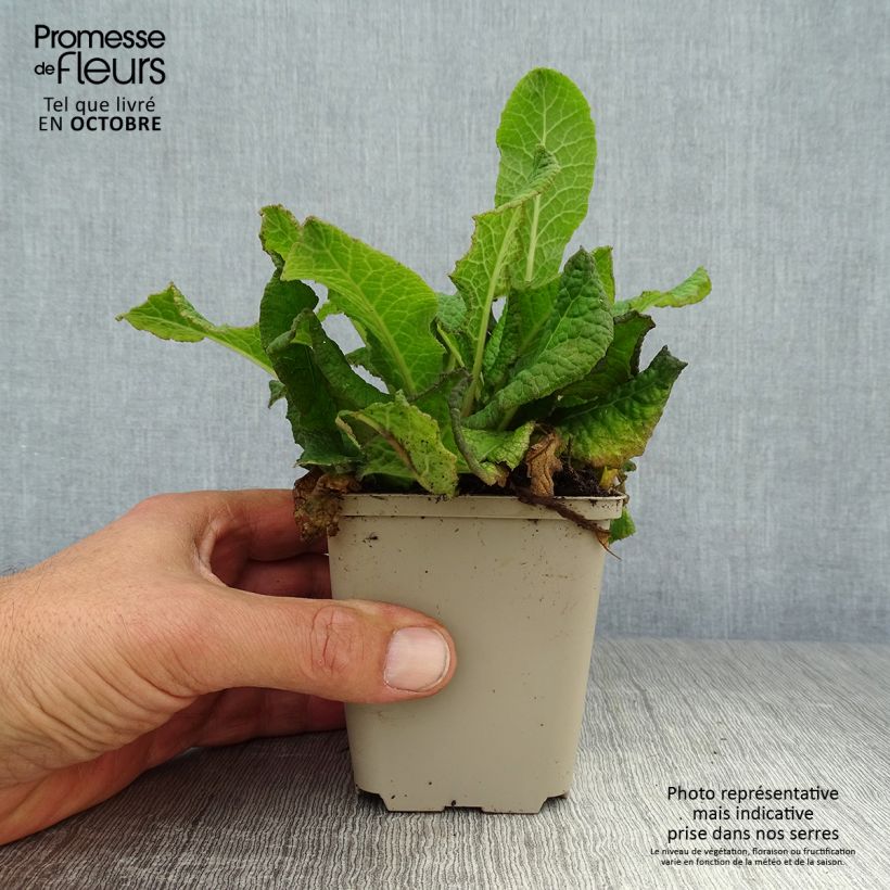 Esemplare di Primula Strong Beer Vasetto da 8/9 cm come consegnato in autunno