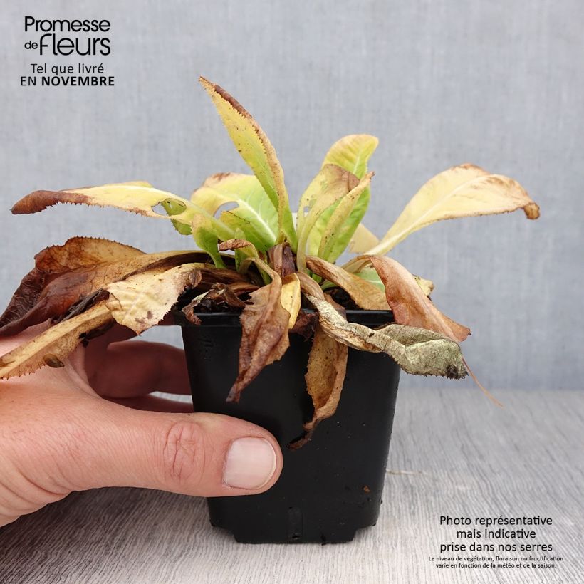 Esemplare di Primula denticulata Prom Lilac Vasetto da 8/9 cm come consegnato in autunno