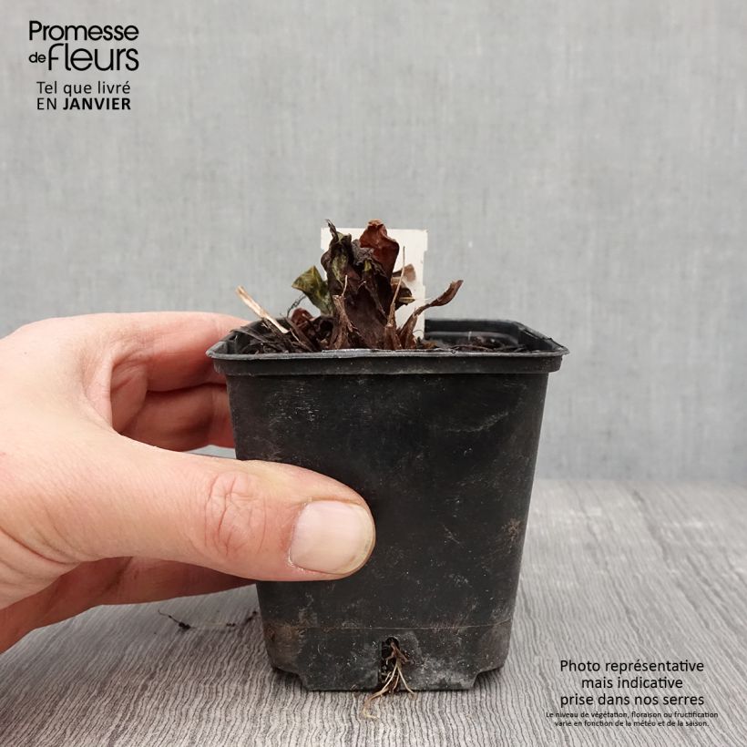 Primula denticulata Prom Lilac Vasetto da 8/9 cm esemplare consegnato in inverno