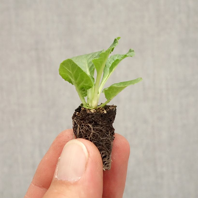 Esemplare di Primula Rambo F1 Appleblossom Mini zolla Ø 1,5/2,5 cm come consegnato in autunno