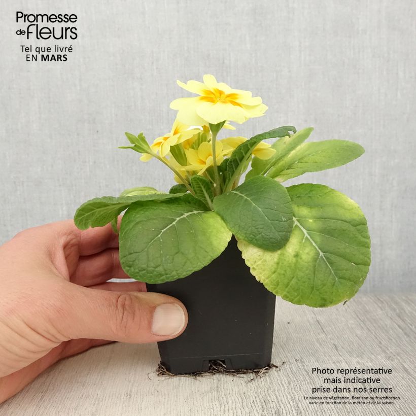 Primula Rambo F1 Lemon Cream Vasetto da 8/9 cm esemplare consegnato in primavera