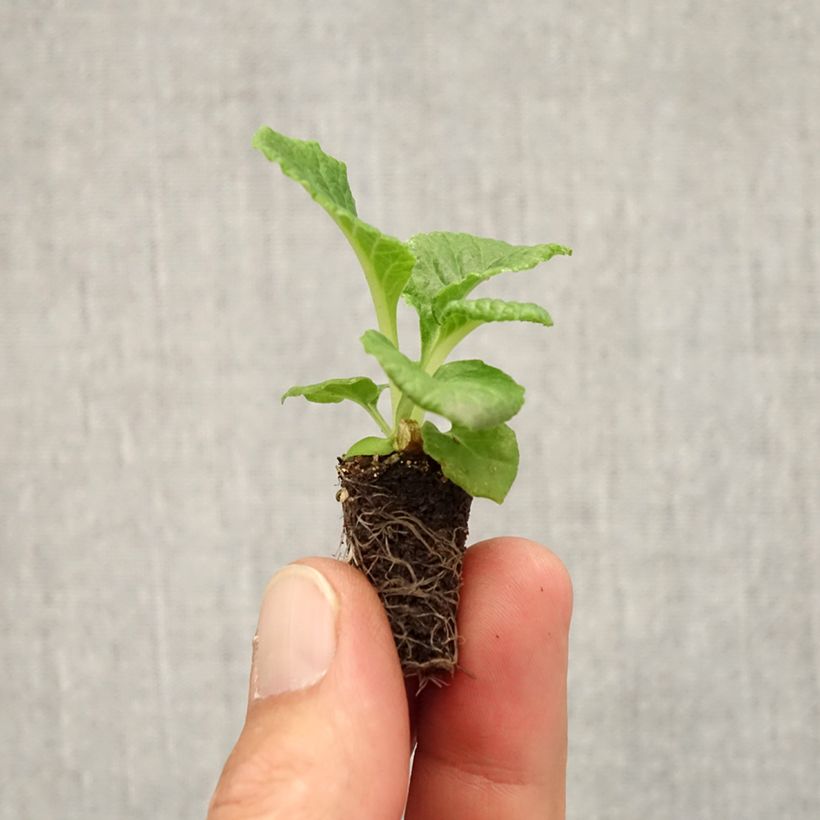Esemplare di Primula Rambo F1 Lemon Cream Mini zolla Ø 1,5/2,5 cm come consegnato in autunno