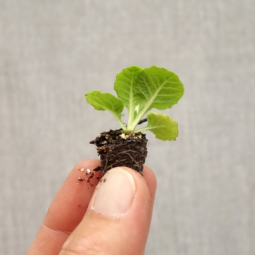 Esemplare di Primula Rambo F1 Pink Flame Mini zolla Ø 1,5/2,5 cm come consegnato in autunno